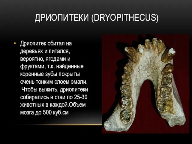 ДРИОПИТЕКИ (DRYOPITHECUS) Дриопитек обитал на деревьях и питался, вероятно, ягодами и