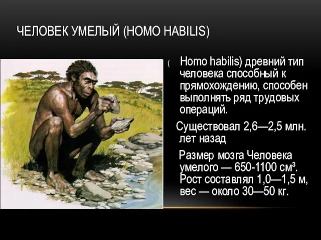 ЧЕЛОВЕК УМЕЛЫЙ (HOMO HABILIS) ( Homo habilis) древний тип человека способный