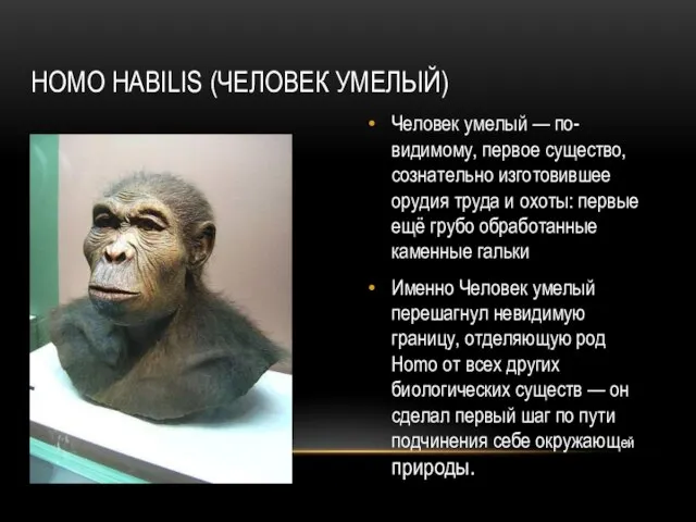 HOMO HABILIS (ЧЕЛОВЕК УМЕЛЫЙ) Человек умелый — по-видимому, первое существо, сознательно