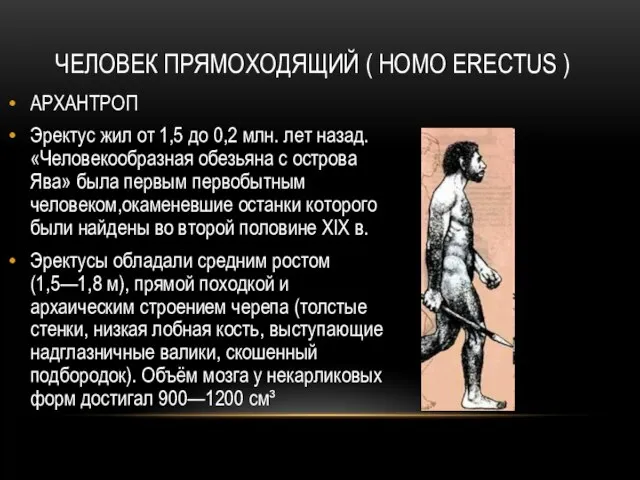 ЧЕЛОВЕК ПРЯМОХОДЯЩИЙ ( HOMO ERECTUS ) АРХАНТРОП Эректус жил от 1,5