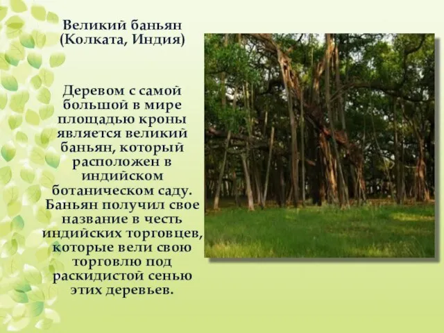 Великий баньян (Колката, Индия) Деревом с самой большой в мире площадью