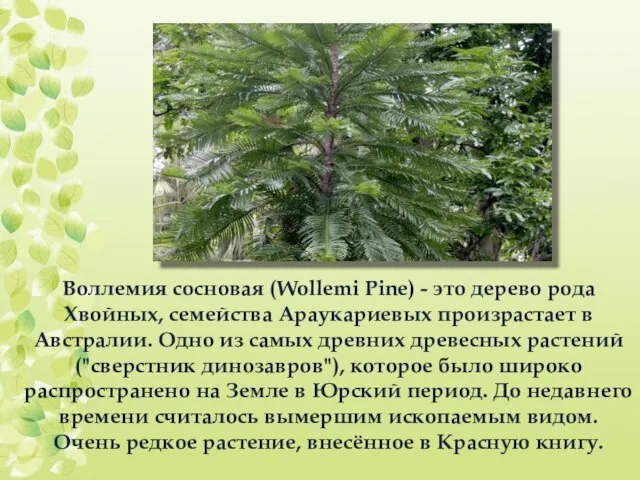 Воллемия сосновая (Wollemi Pine) - это дерево рода Хвойных, семейства Араукариевых