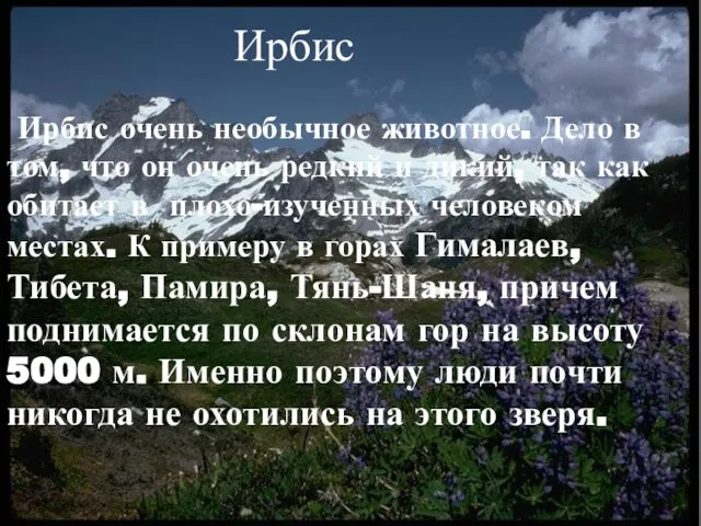 Ирбис Ирбис очень необычное животное. Дело в том, что он очень