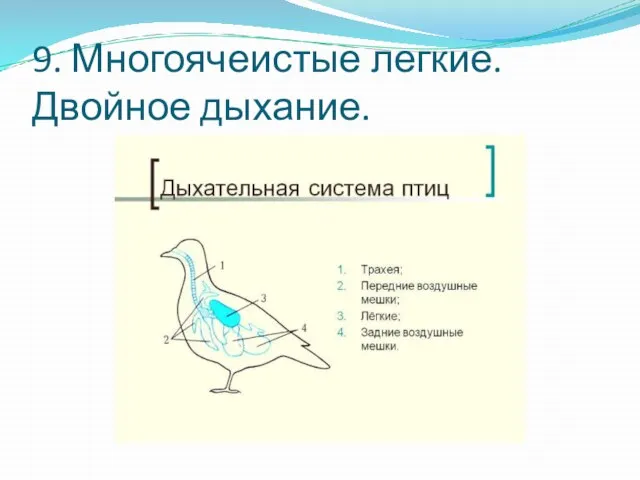 9. Многоячеистые легкие. Двойное дыхание.