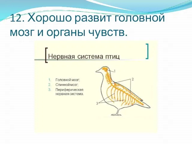 12. Хорошо развит головной мозг и органы чувств.