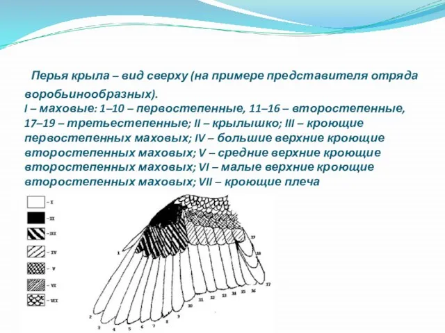 Перья крыла – вид сверху (на примере представителя отряда воробьинообразных). I