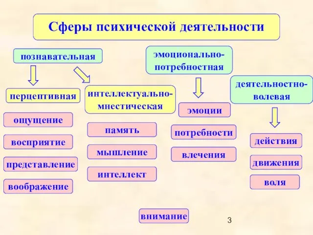 Сферы психической деятельности деятельностно-волевая познавательная эмоционально-потребностная внимание ощущение восприятие представление память