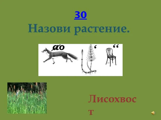 30 Назови растение. Лисохвост