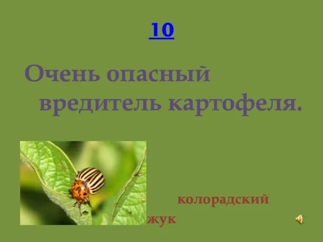 10 Очень опасный вредитель картофеля. колорадский жук