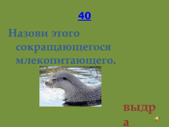 40 Назови этого сокращающегося млекопитающего. выдра