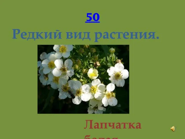 50 Редкий вид растения. Лапчатка белая