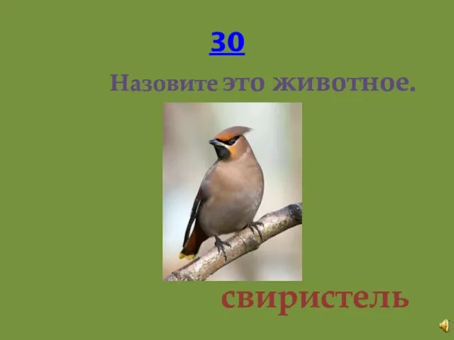 30 Назовите это животное. свиристель