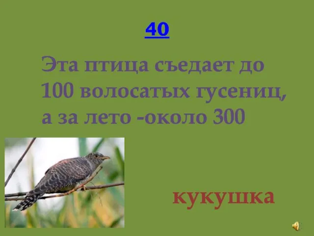 40 Эта птица съедает до 100 волосатых гусениц, а за лето -около 300 тысяч. кукушка