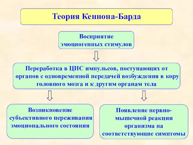 Теория Кеннона-Барда Возникновение субъективного переживания эмоционального состояния Восприятие эмоциогенных стимулов Переработка