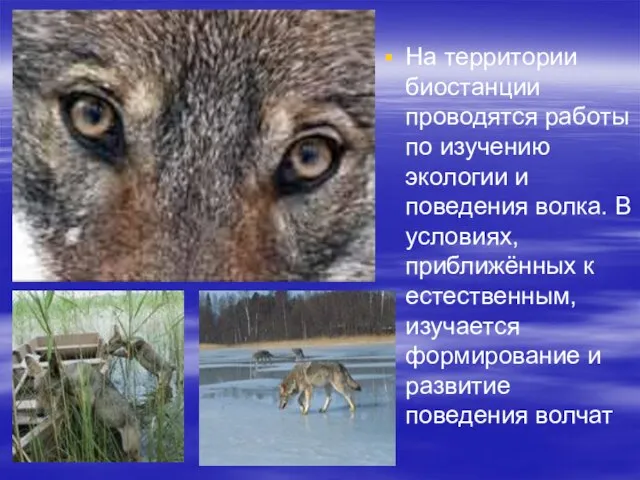 На территории биостанции проводятся работы по изучению экологии и поведения волка.