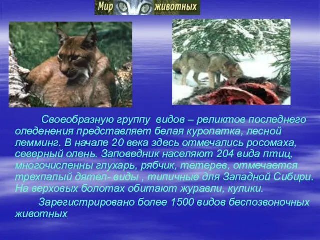 Своеобразную группу видов – реликтов последнего оледенения представляет белая куропатка, лесной