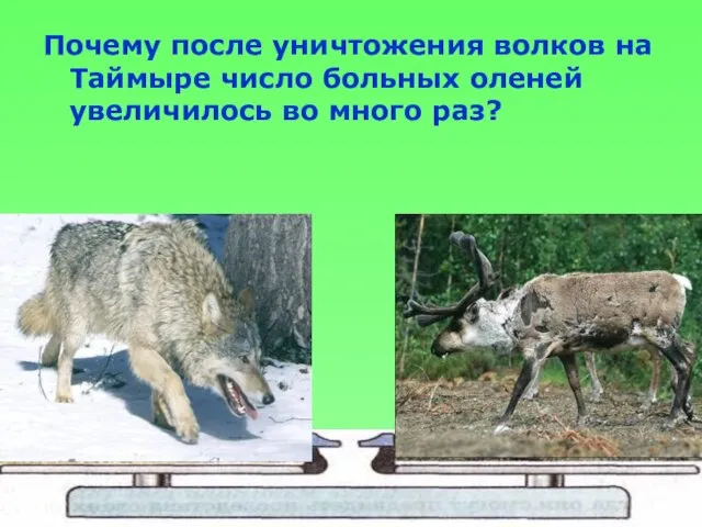 Почему после уничтожения волков на Таймыре число больных оленей увеличилось во много раз?