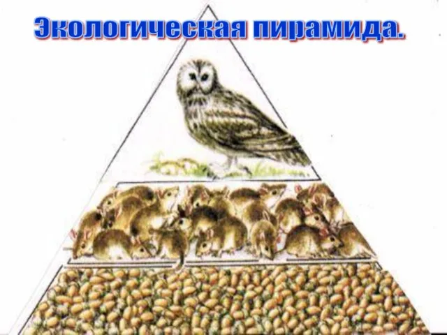 Экологическая пирамида.
