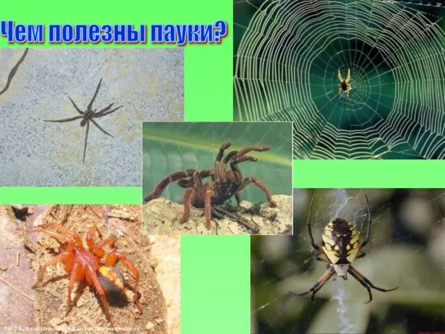 Чем полезны пауки?