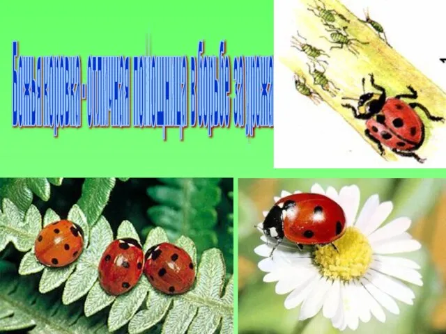 Божья коровка - отличная помощница в борьбе за урожай.