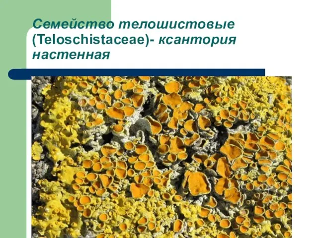 Семейство телошистовые (Teloschistaceae)- ксантория настенная