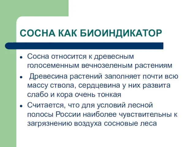 СОСНА КАК БИОИНДИКАТОР Сосна относится к древесным голосеменным вечнозеленым растениям Древесина