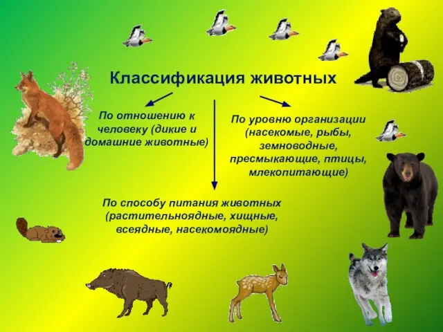 Классификация животных По отношению к человеку (дикие и домашние животные) По