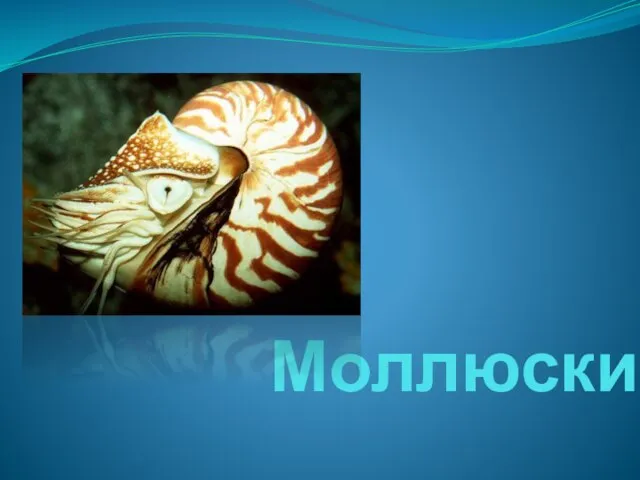 Моллюски