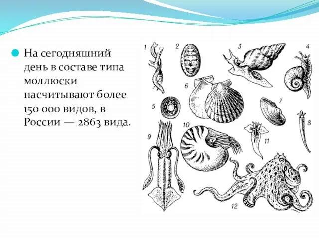 На сегодняшний день в составе типа моллюски насчитывают более 150 000