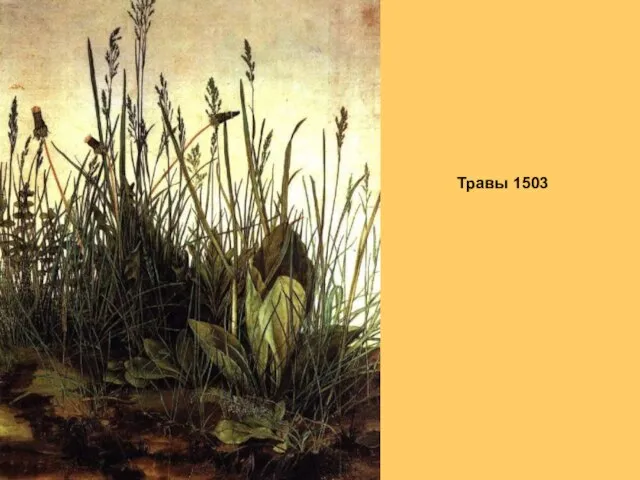 Травы 1503