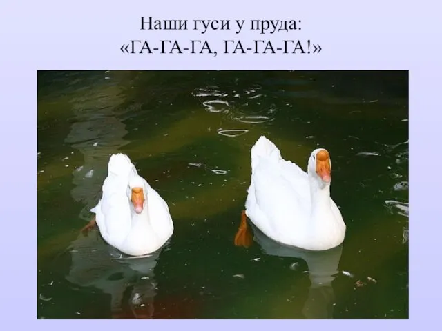 Наши гуси у пруда: «ГА-ГА-ГА, ГА-ГА-ГА!»