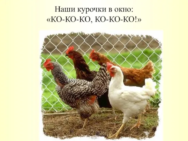 Наши курочки в окно: «КО-КО-КО, КО-КО-КО!»