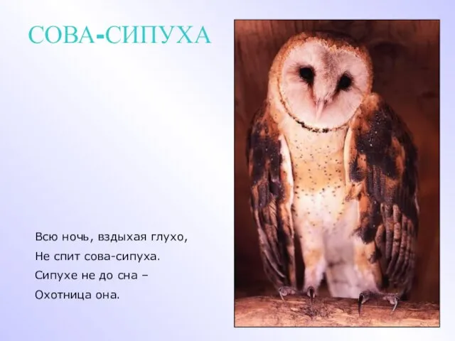 СОВА-СИПУХА Всю ночь, вздыхая глухо, Не спит сова-сипуха. Сипухе не до сна – Охотница она.