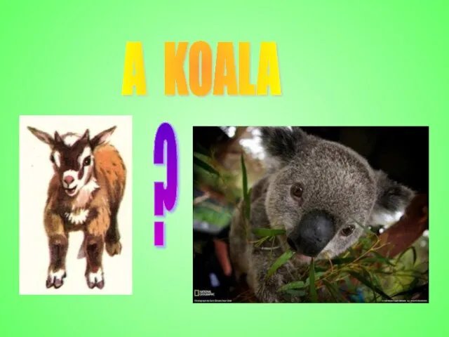 A KOALA ?