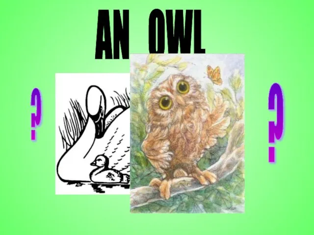 AN OWL ? ?