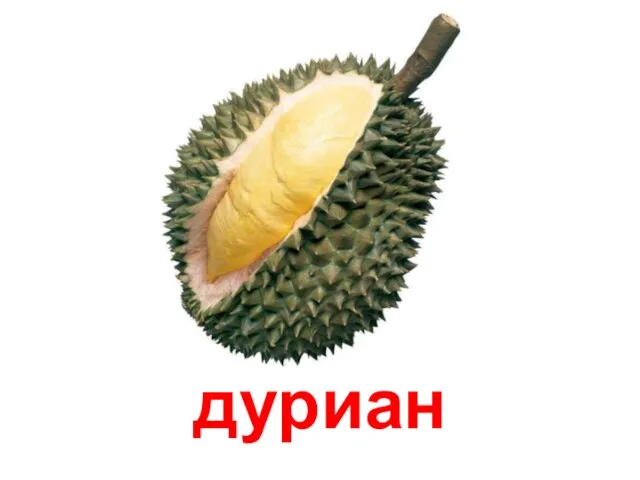 дуриан