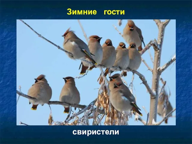 Зимние гости свиристели