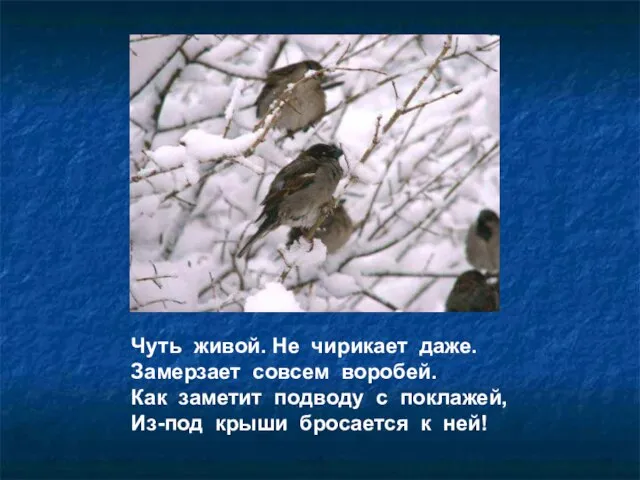 Чуть живой. Не чирикает даже. Замерзает совсем воробей. Как заметит подводу