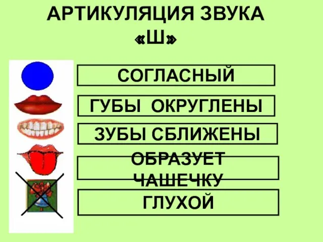 АРТИКУЛЯЦИЯ ЗВУКА «Ш» СОГЛАСНЫЙ ОБРАЗУЕТ ЧАШЕЧКУ ГУБЫ ОКРУГЛЕНЫ ГЛУХОЙ ЗУБЫ СБЛИЖЕНЫ