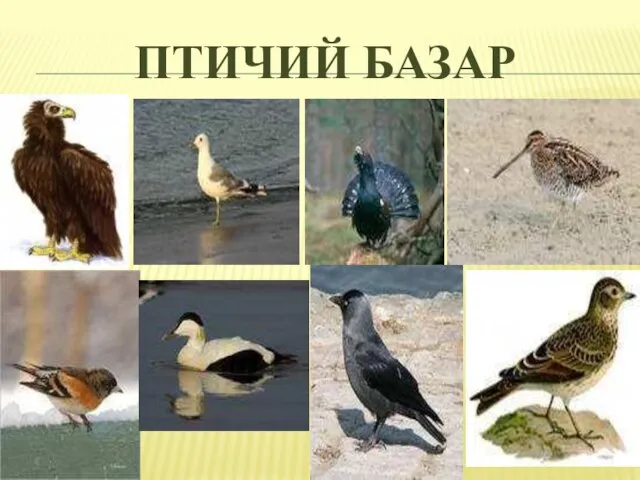 Птичий базар