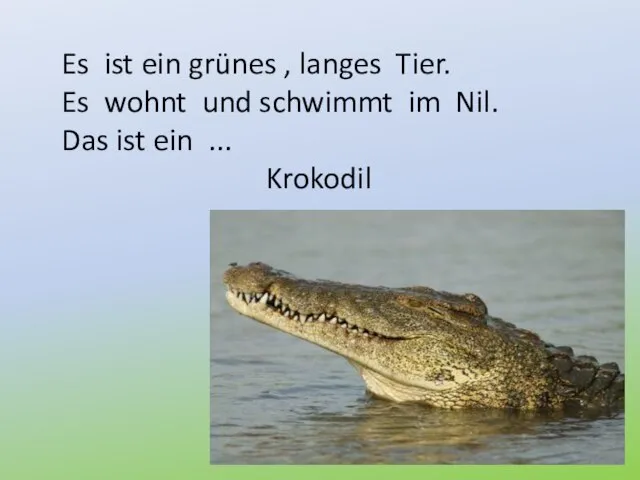 Es ist ein grünes , langes Tier. Es wohnt und schwimmt