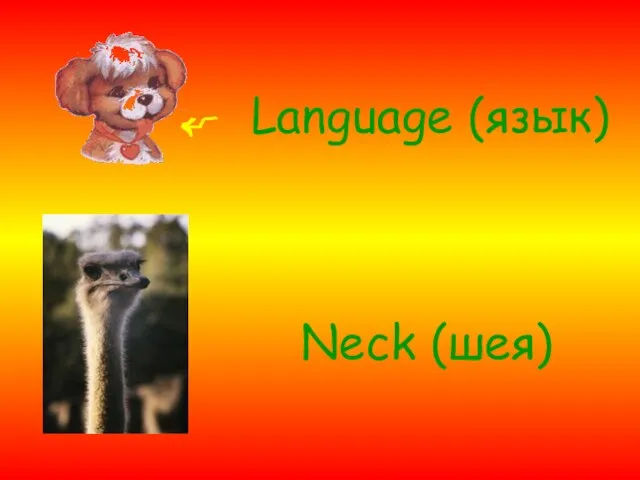 Language (язык) Neсk (шея)