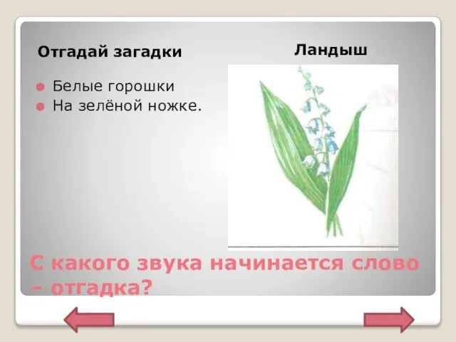 С какого звука начинается слово – отгадка? Отгадай загадки Ландыш Белые горошки На зелёной ножке.