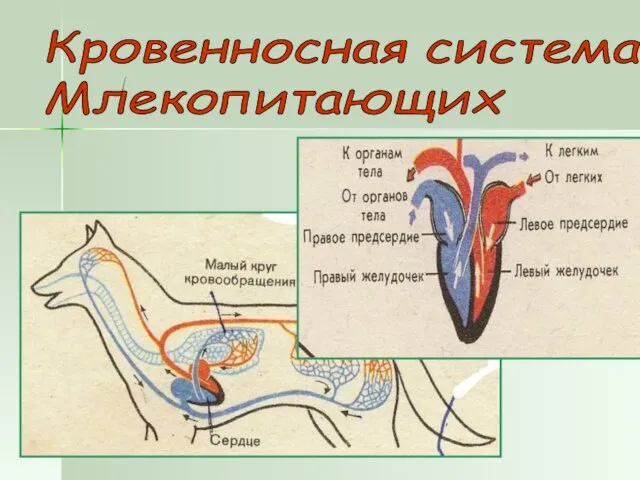 Кровенносная система Млекопитающих