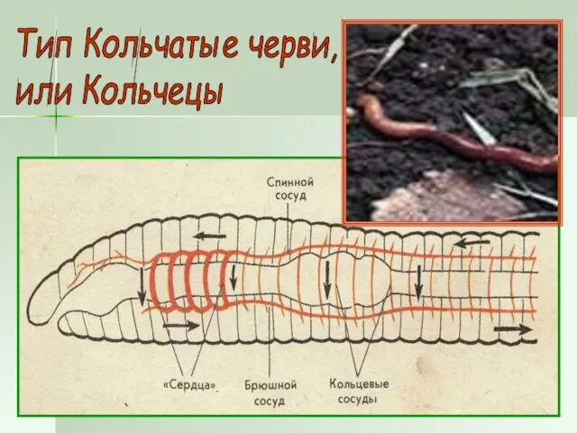 Тип Кольчатые черви, или Кольчецы