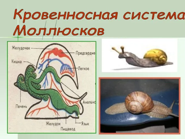 Кровенносная система Моллюсков