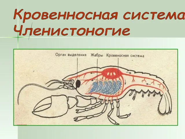 Кровенносная система Членистоногие