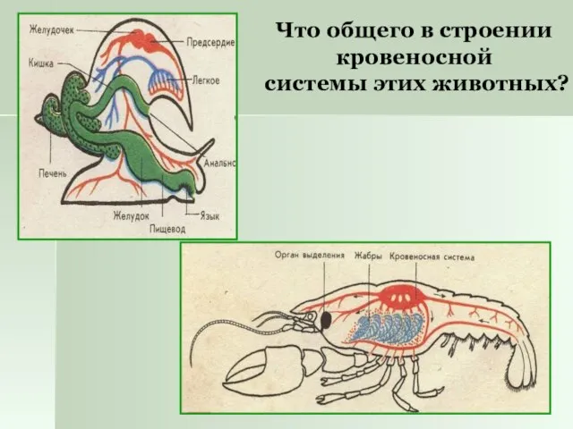 Что общего в строении кровеносной системы этих животных?