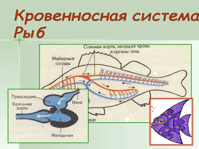 Кровенносная система Рыб