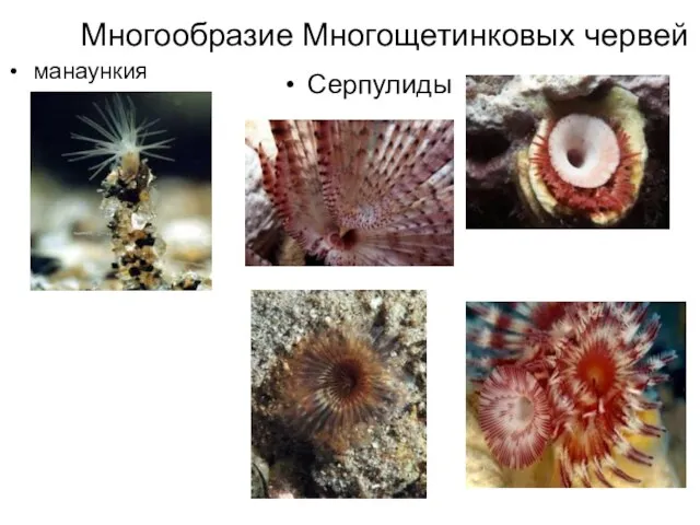 Многообразие Многощетинковых червей манаункия Серпулиды